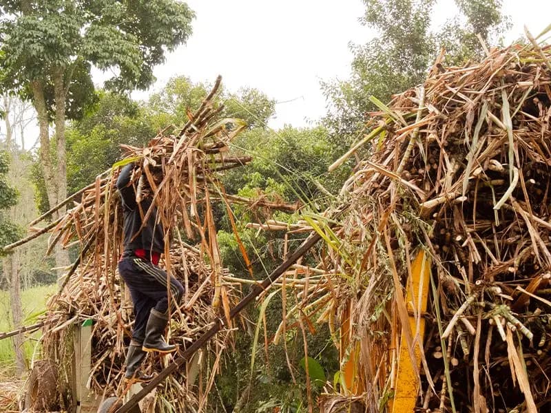 Trabajadores de Colfood recogiendo caña de azucar